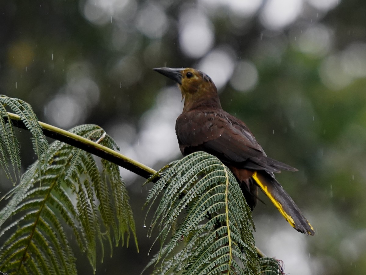 セアカオオツリスドリ - ML644385663