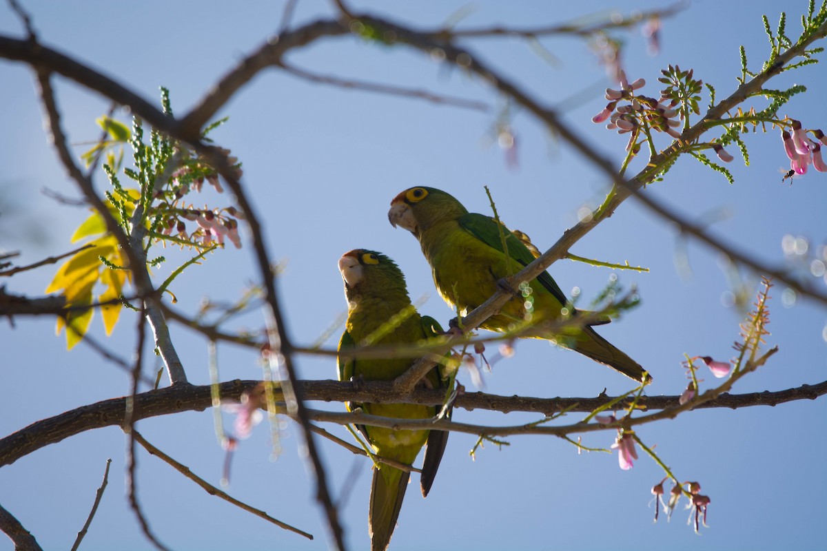 Orange-fronted Parakeet - ML644385665