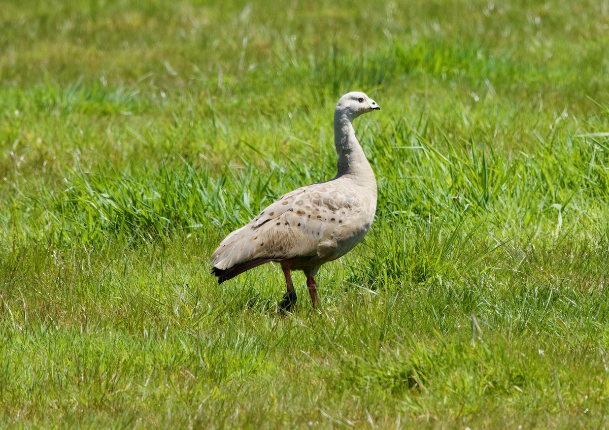 Cape Barren Goose - ML644385673