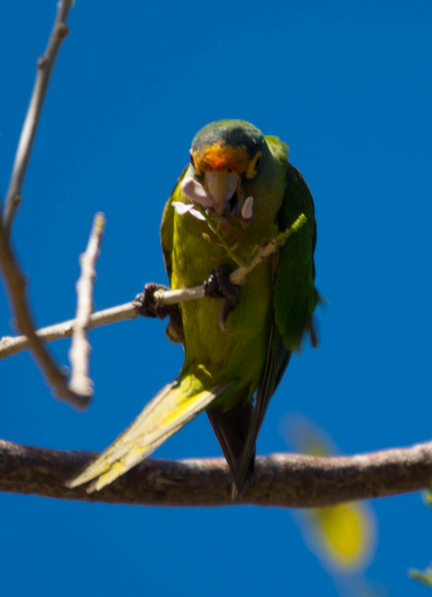Orange-fronted Parakeet - ML644385678