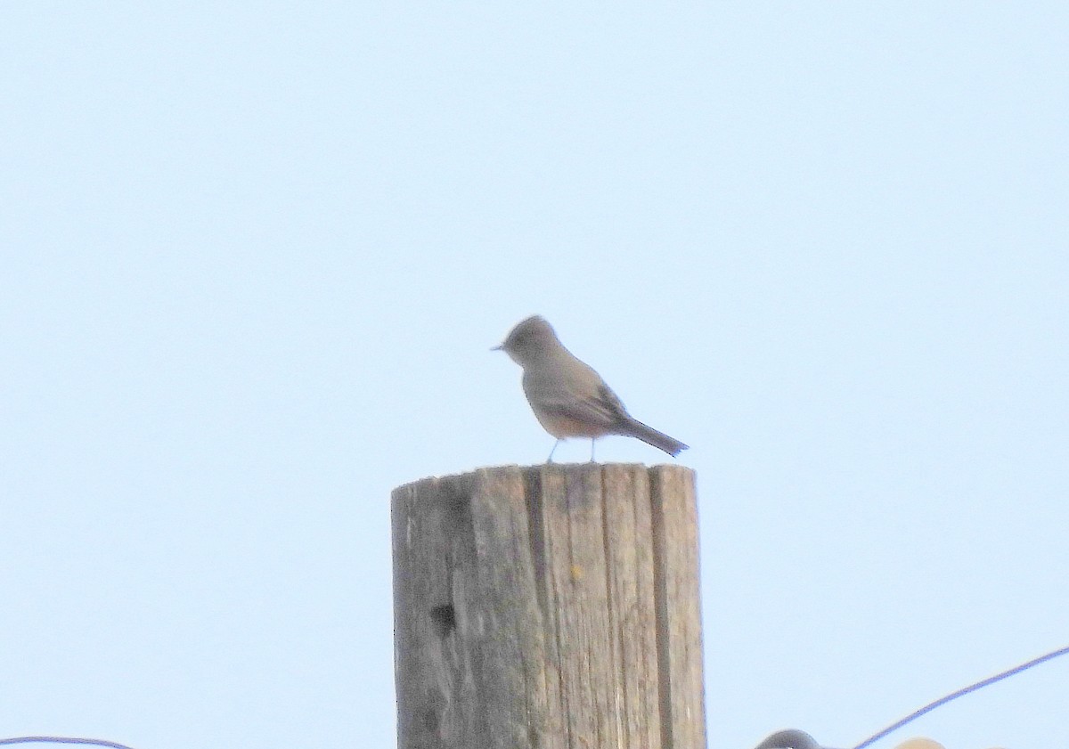 Say's Phoebe - ML644385679