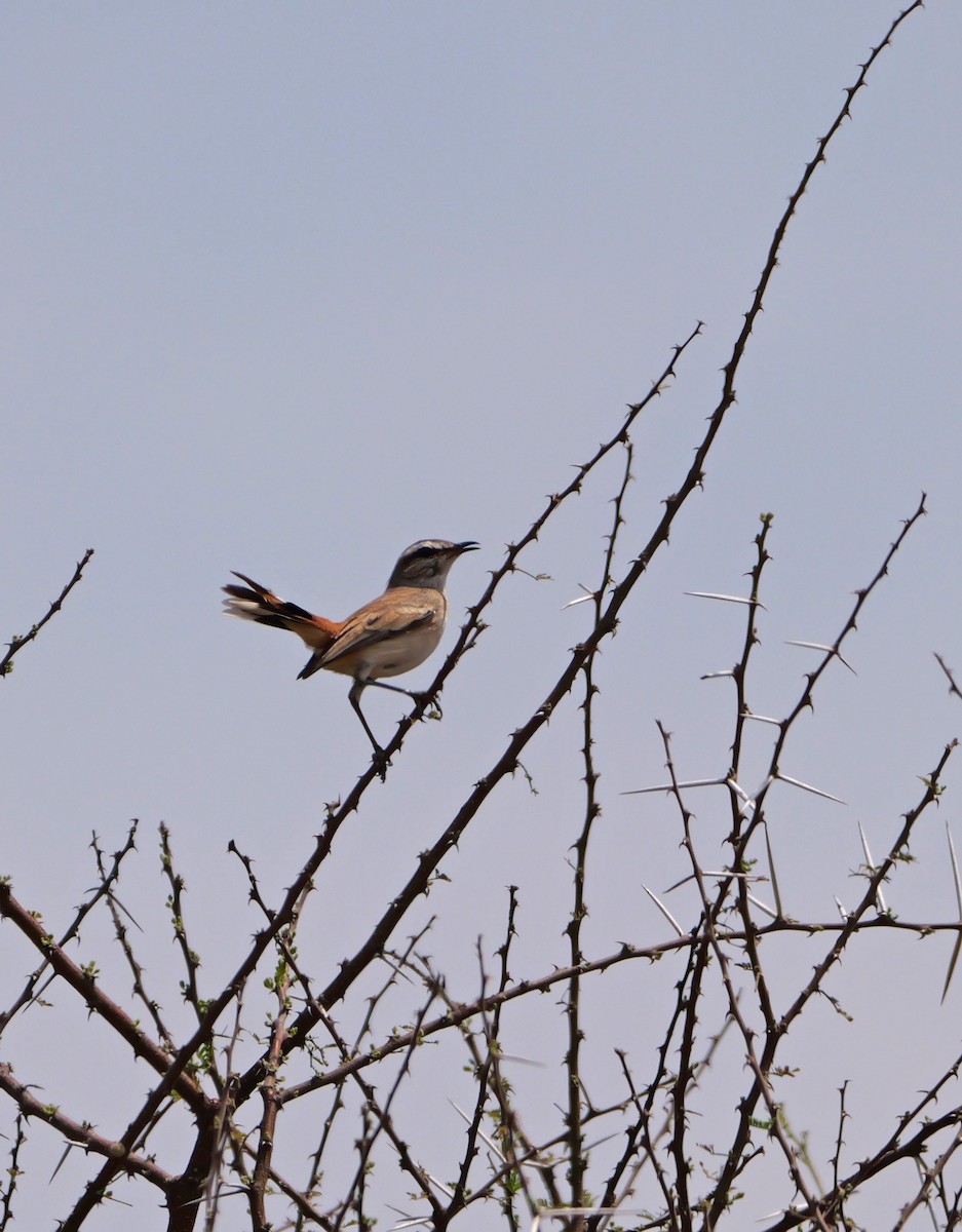 kalaharikrattskvett - ML644385687