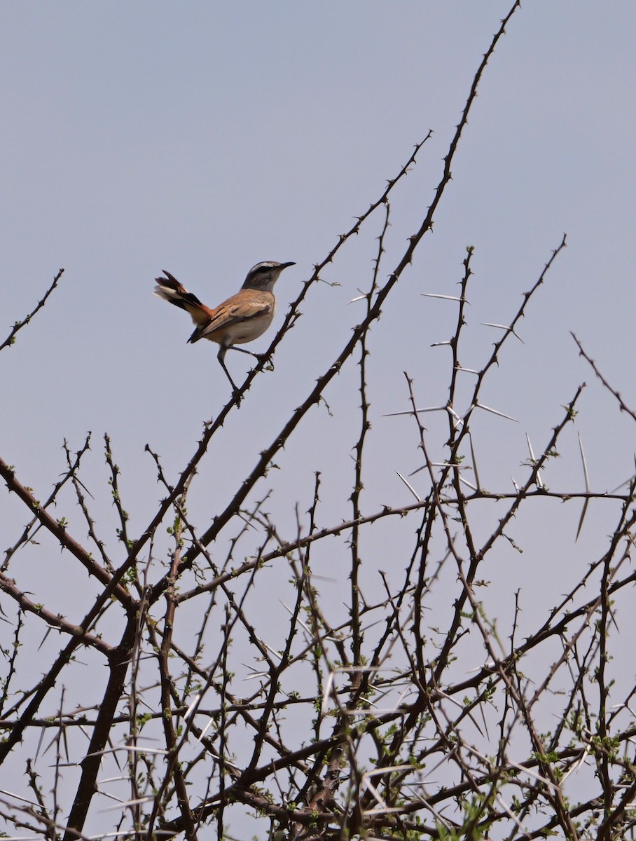 kalaharikrattskvett - ML644385688