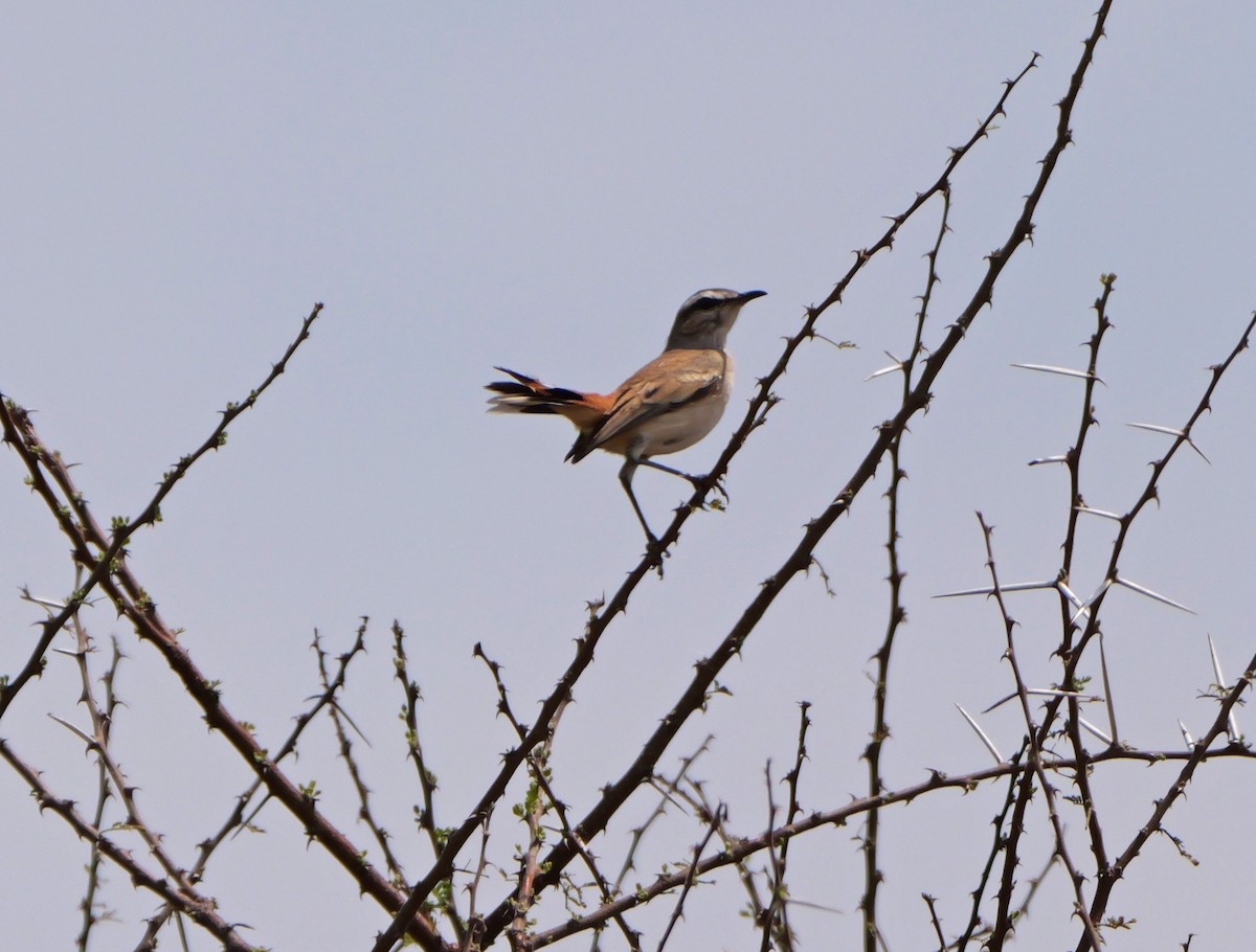 kalaharikrattskvett - ML644385689