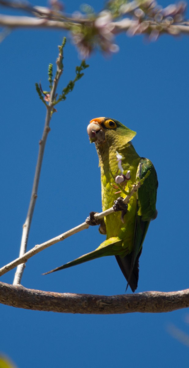 Orange-fronted Parakeet - ML644385692