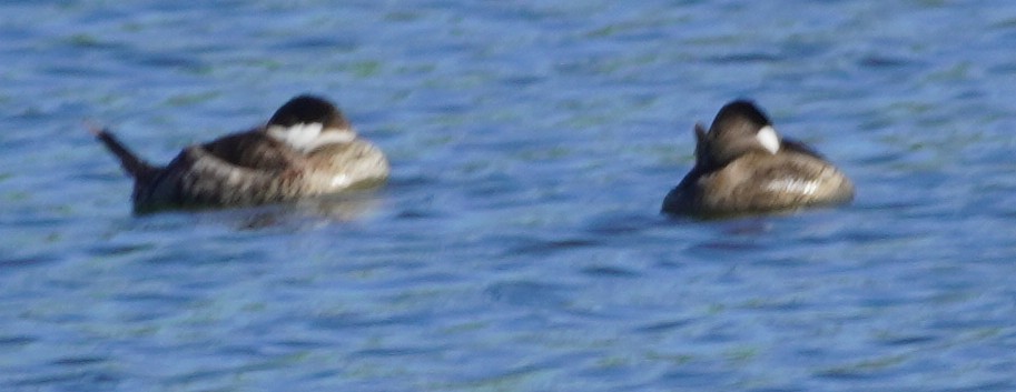 Савка американська - ML644385715