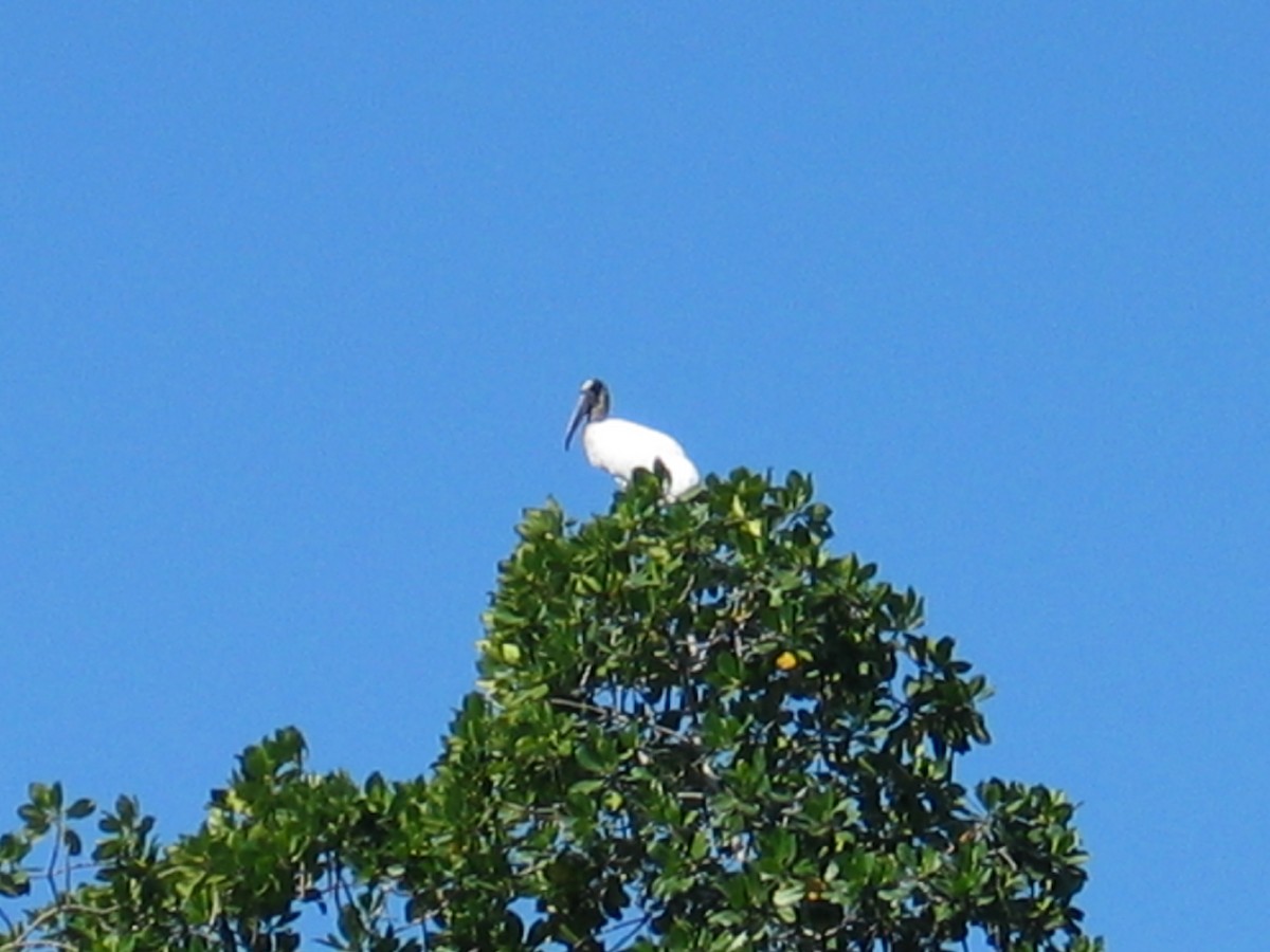 Wood Stork - ML644385724
