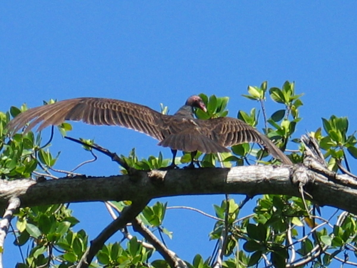 Turkey Vulture - ML644385746