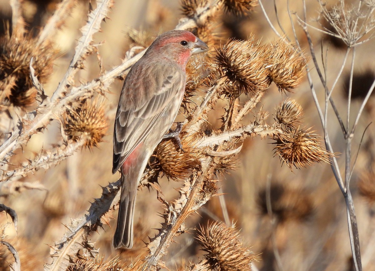 hýl rudoprsý - ML644385749