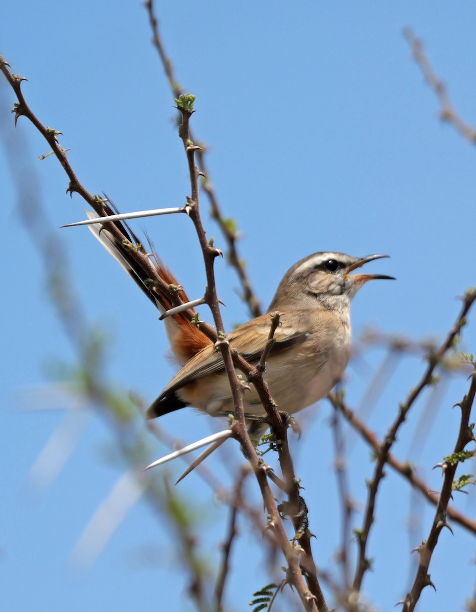 kalaharikrattskvett - ML644385755