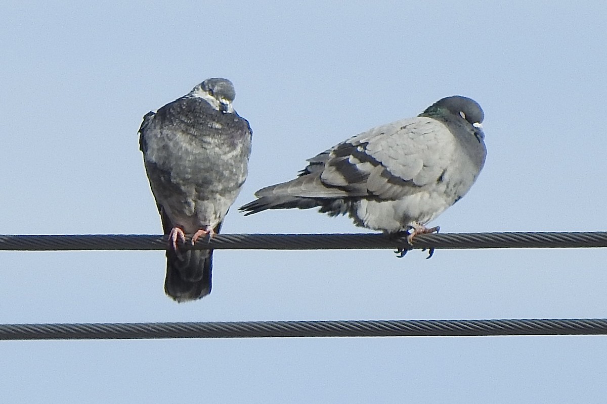 Piccione domestico - ML644385773