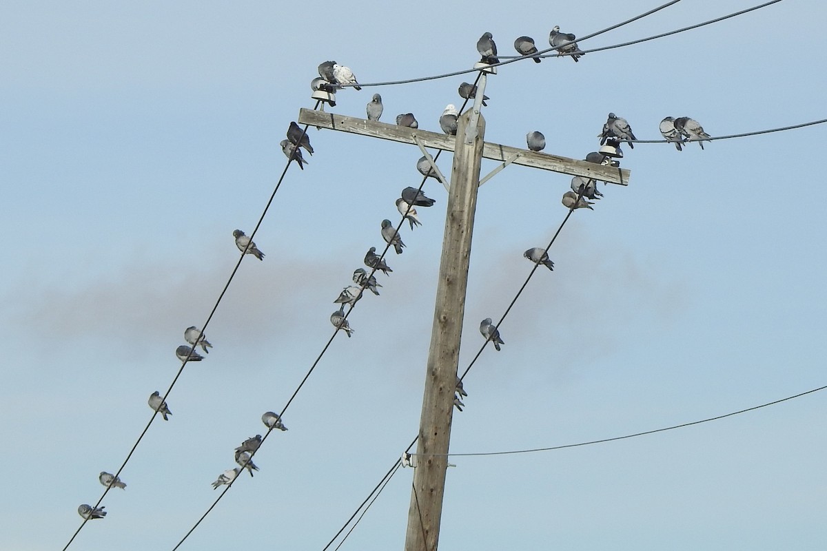 Piccione domestico - ML644385774