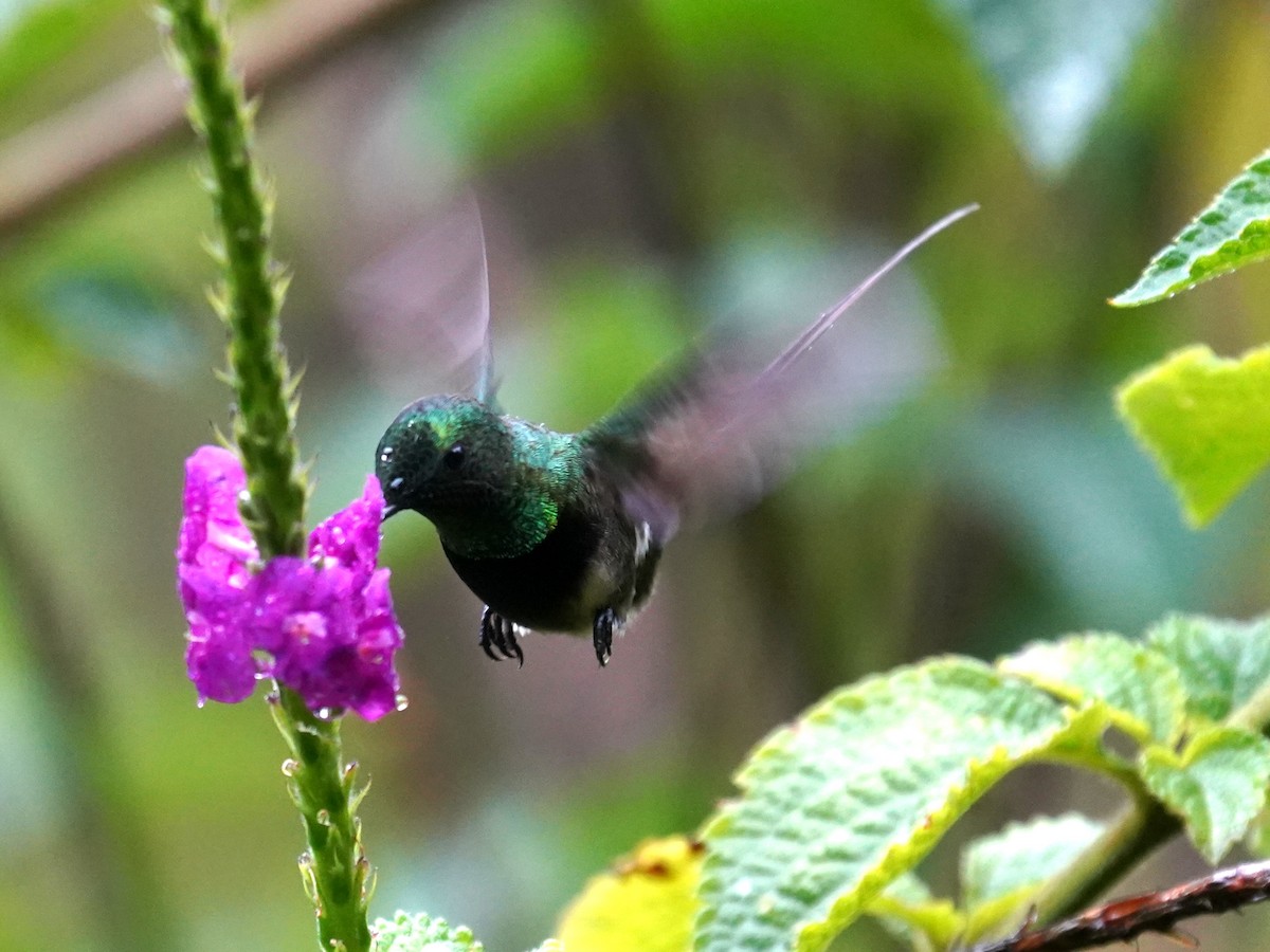 Black-bellied Thorntail - ML644385776
