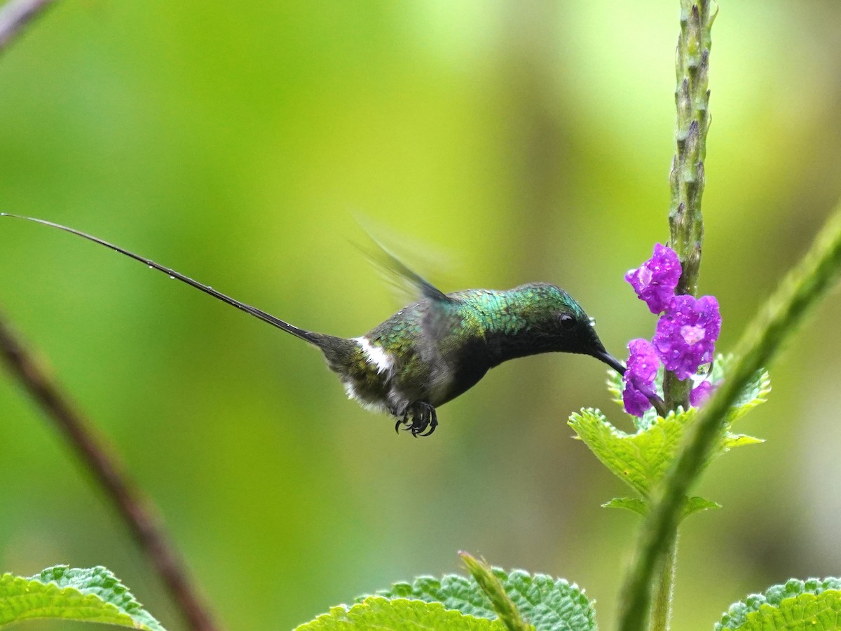 Black-bellied Thorntail - ML644385777