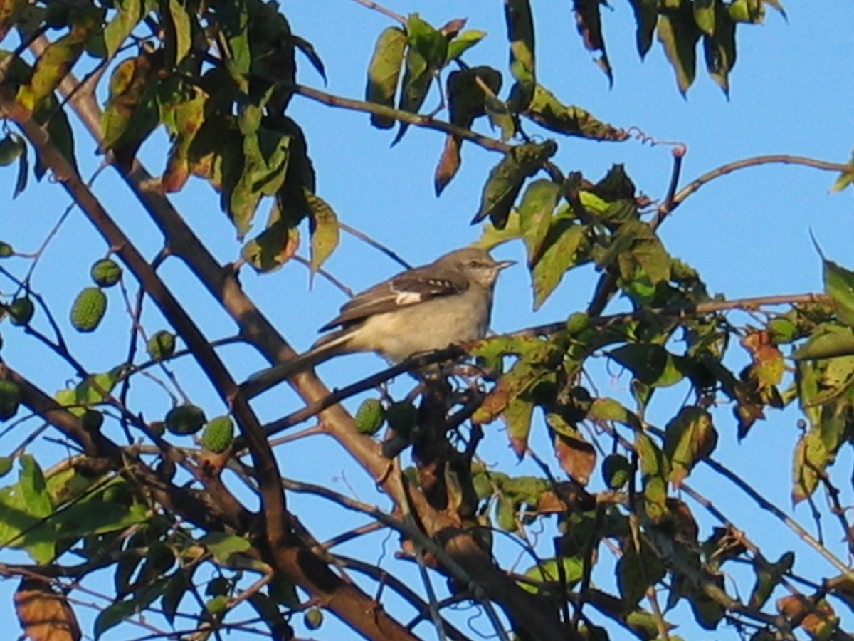 Northern Mockingbird - ML644385778