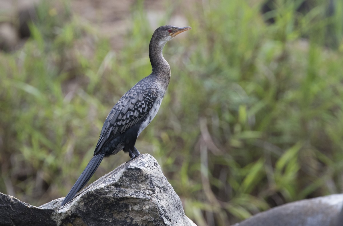 アフリカコビトウ - ML644385785