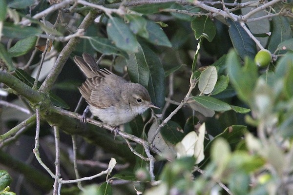 Booted Warbler - ML644385801