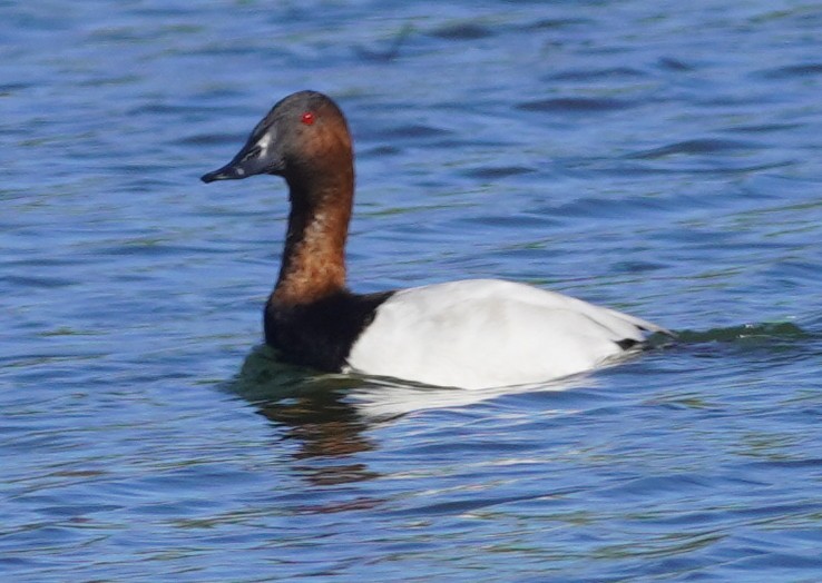 Canvasback - ML644385804