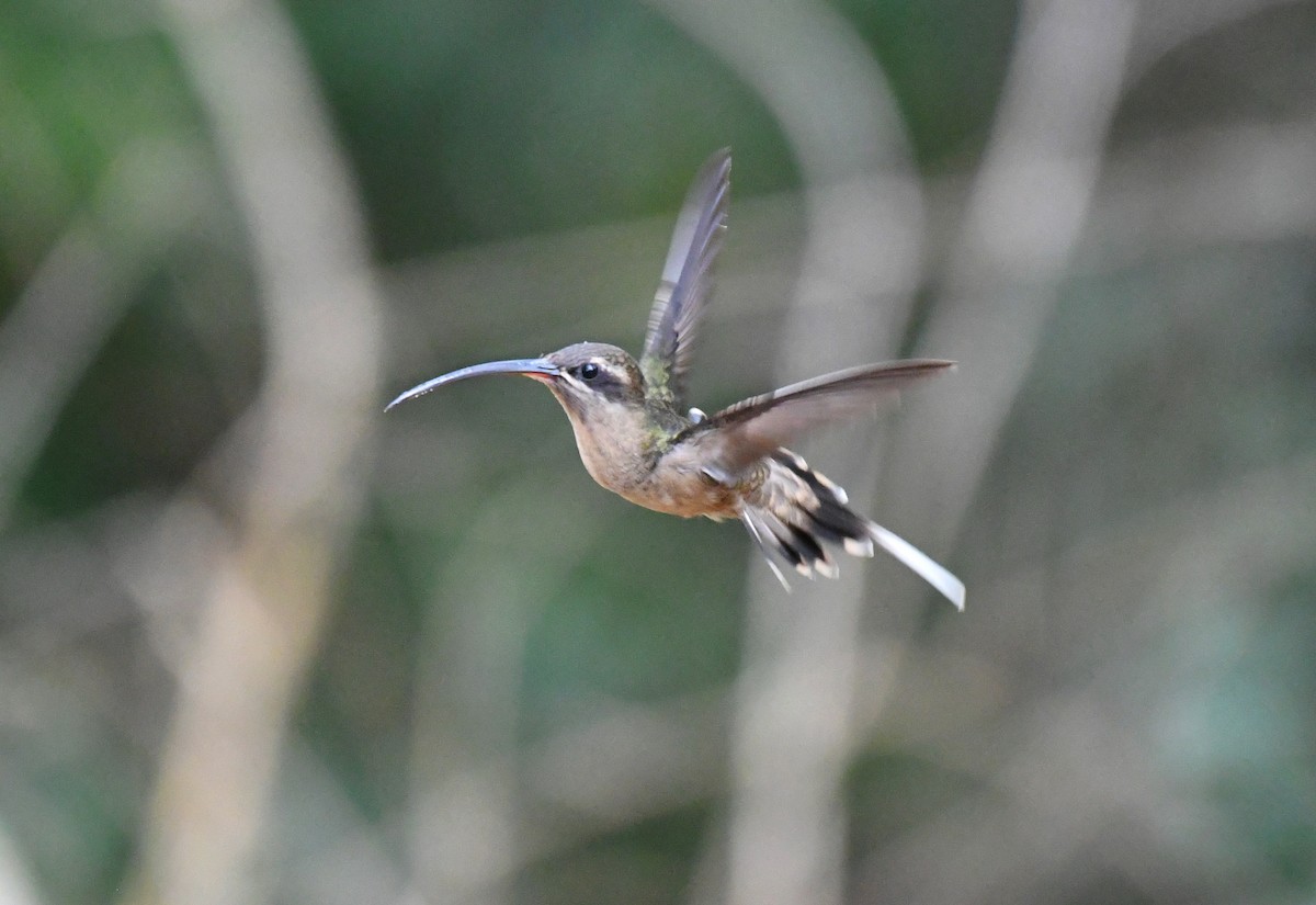 Great-billed Hermit (Amazonian) - ML644385807