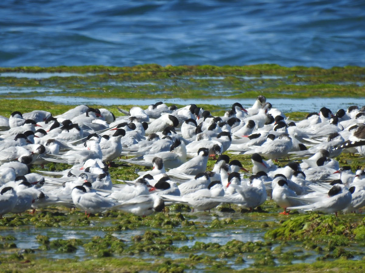 South American Tern - ML644385809