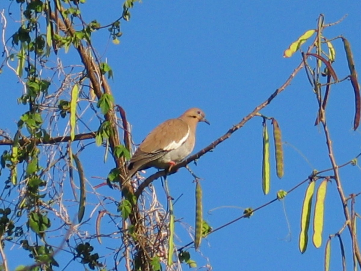 White-winged Dove - ML644385816