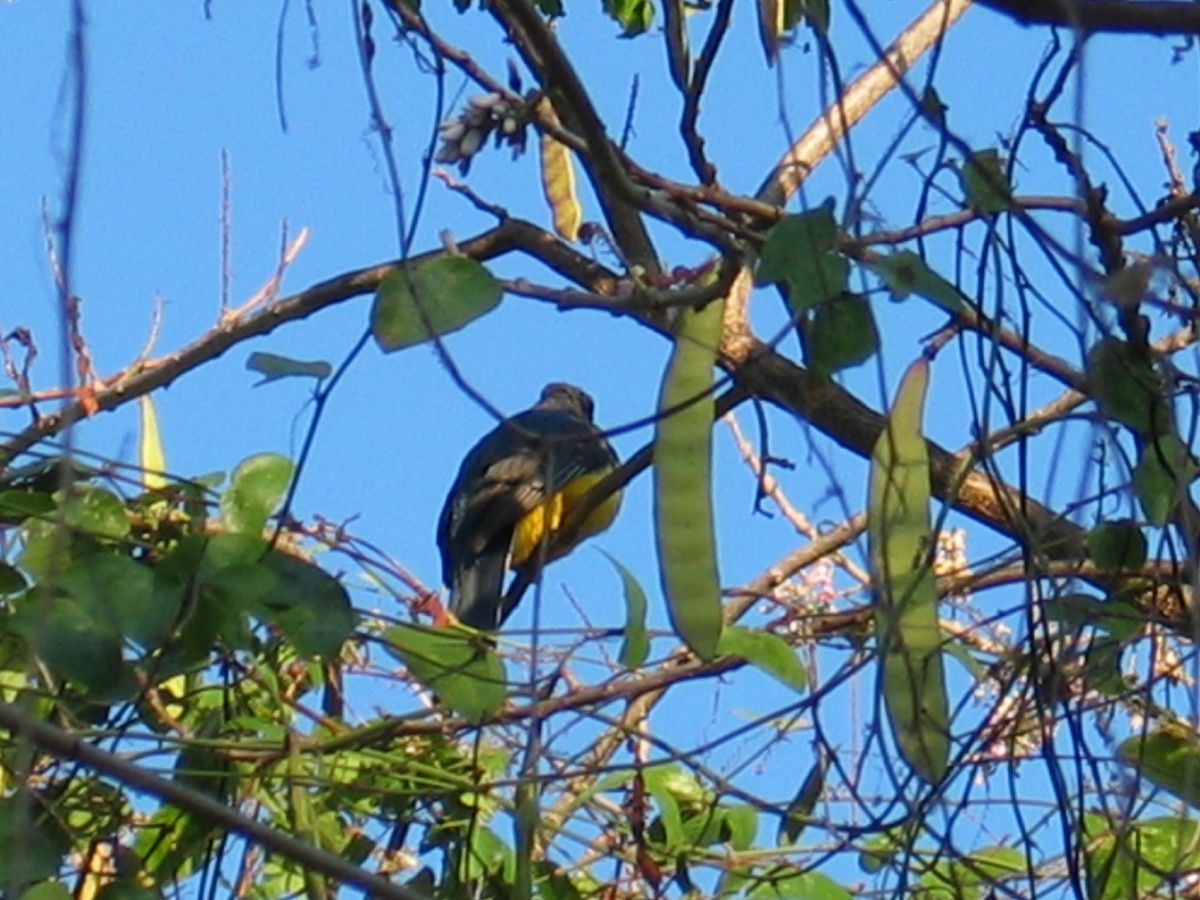 Citreoline Trogon - ML644385821