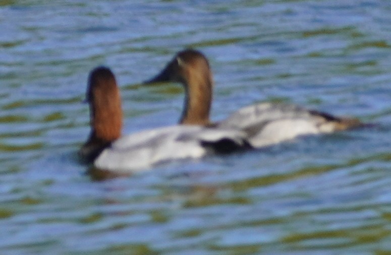 Canvasback - ML644385825