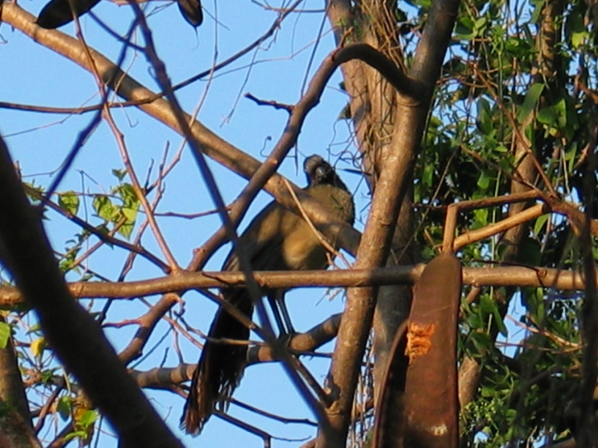 West Mexican Chachalaca - ML644385826