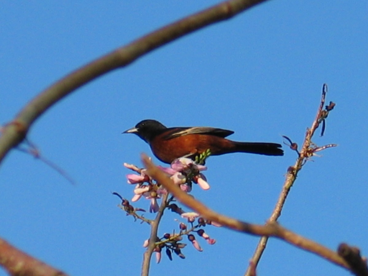 Orchard Oriole - ML644385837