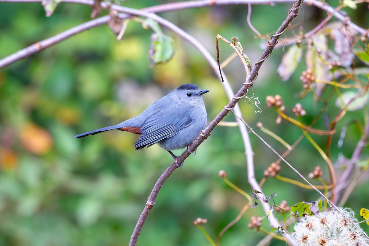 Moqueur chat - ML644385845