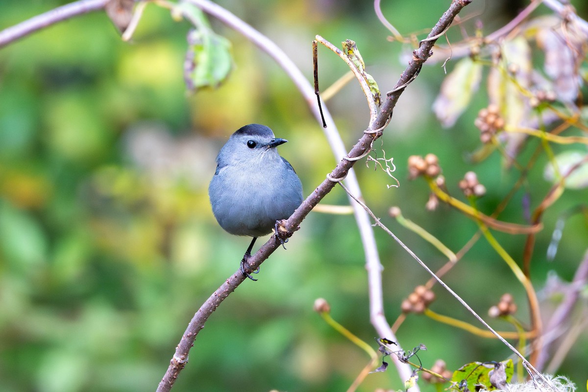 Moqueur chat - ML644385847