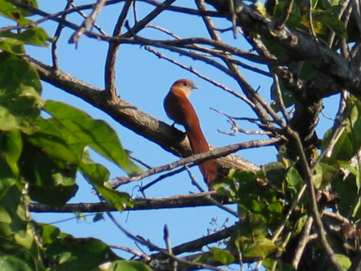 Mexican Squirrel-Cuckoo - ML644385849