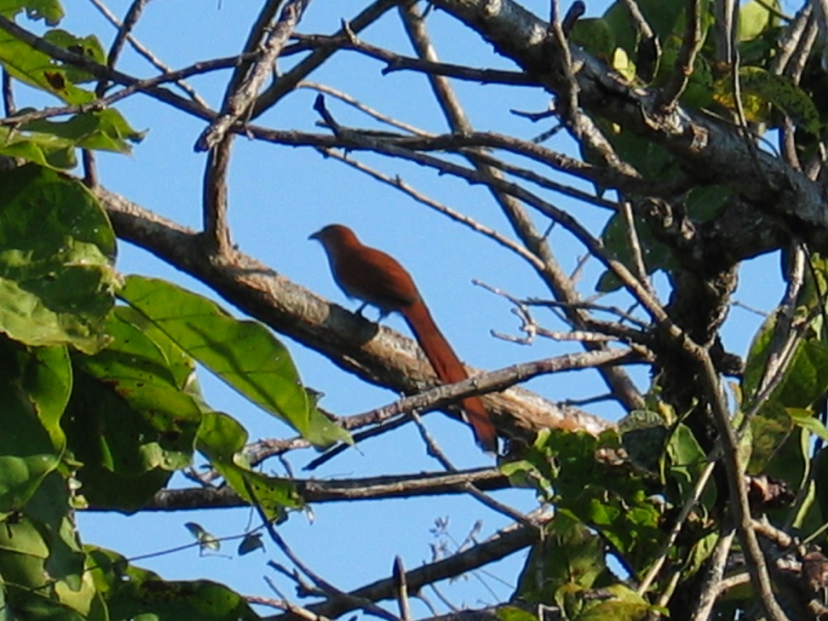 Mexican Squirrel-Cuckoo - ML644385851
