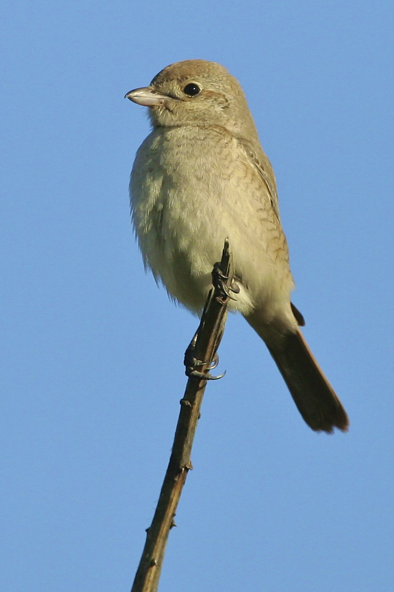 Antzandobi isabeldarra - ML644385855