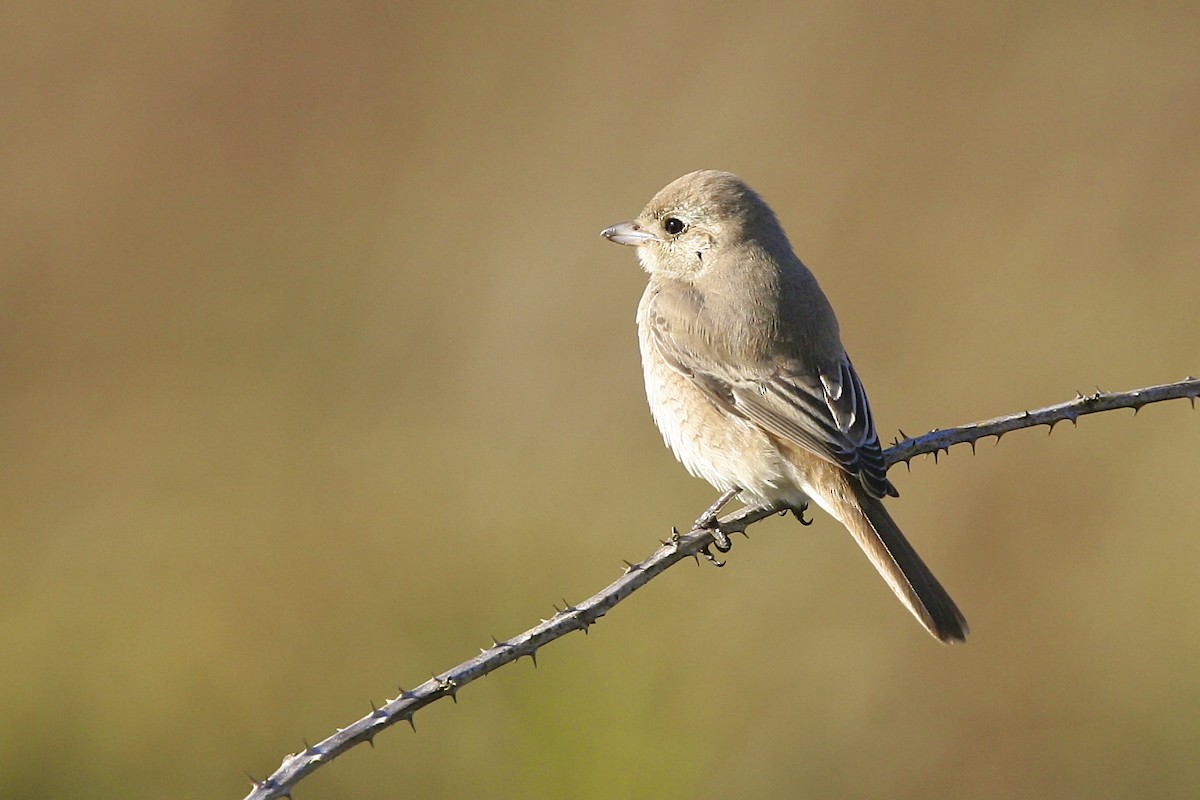 Antzandobi isabeldarra - ML644385856