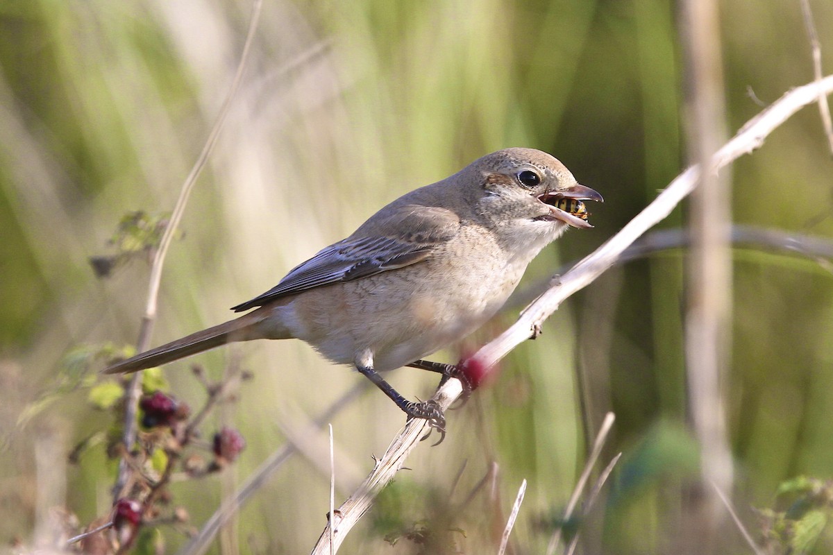 Antzandobi isabeldarra - ML644385857