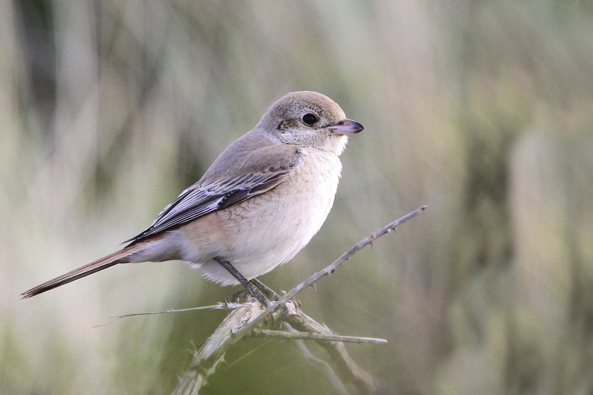 Antzandobi isabeldarra - ML644385858