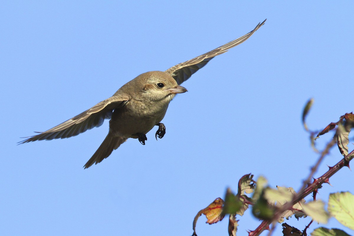 Antzandobi isabeldarra - ML644385859