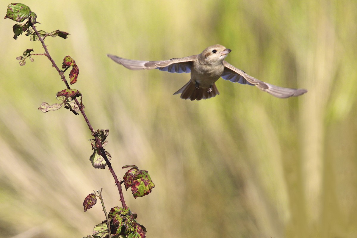 Antzandobi isabeldarra - ML644385860