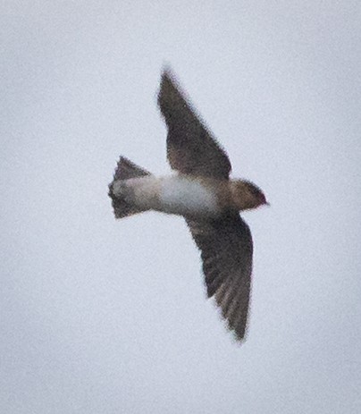 Cave Swallow - ML644385861