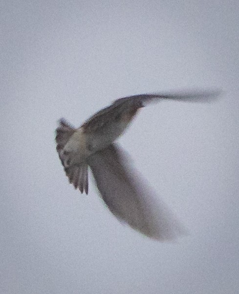 Cave Swallow - ML644385863