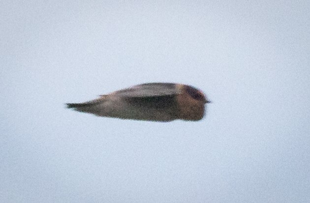 Cave Swallow - ML644385864