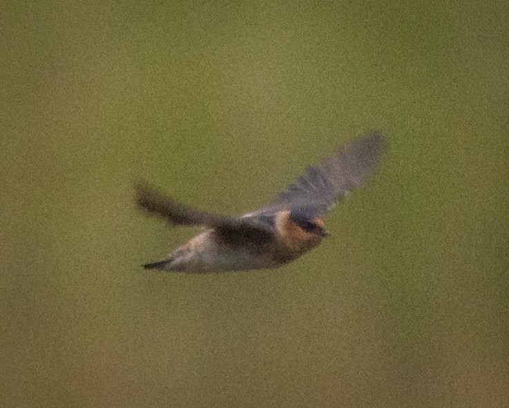 Cave Swallow - ML644385865