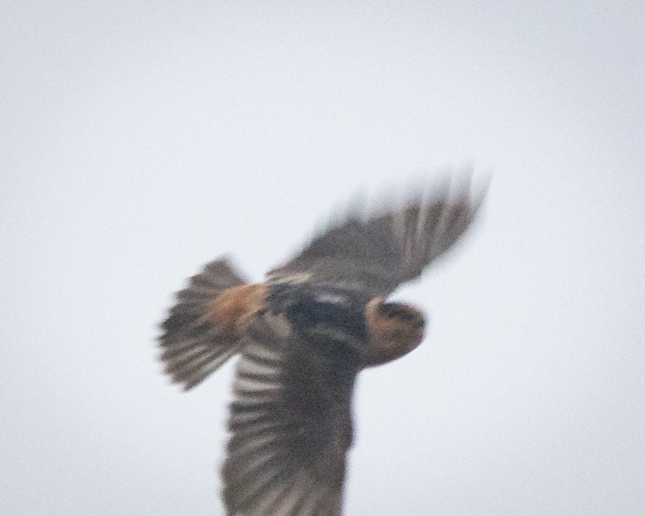 Cave Swallow - ML644385866