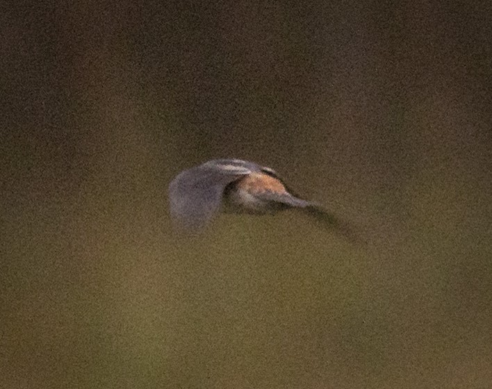 Cave Swallow - ML644385867