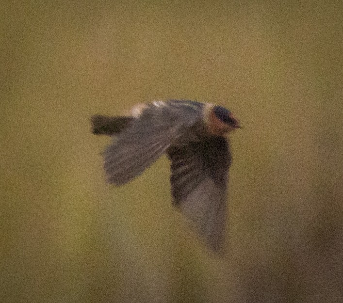 Cave Swallow - ML644385868