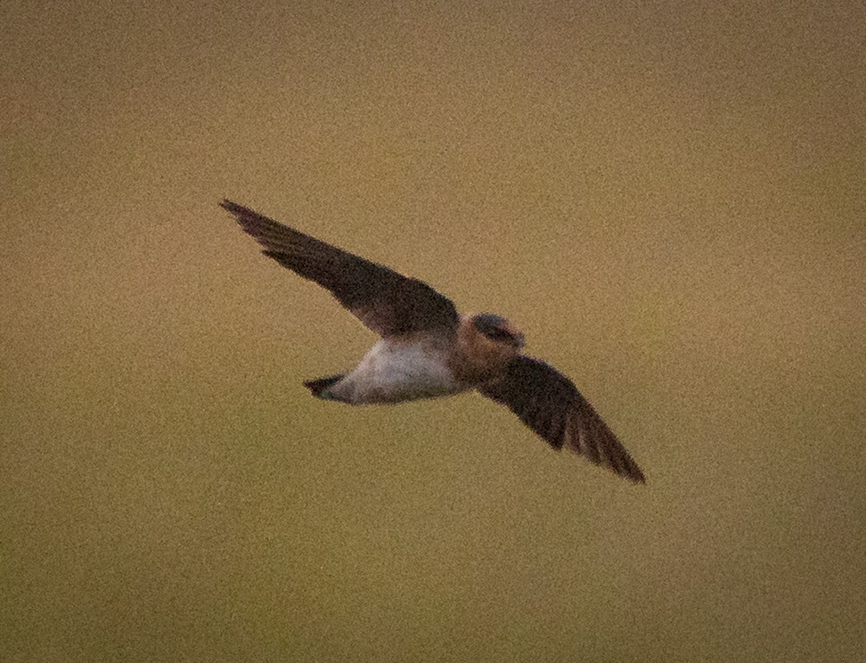 Cave Swallow - ML644385869