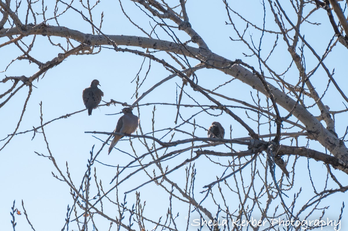 Zenaida Huilota - ML644385871