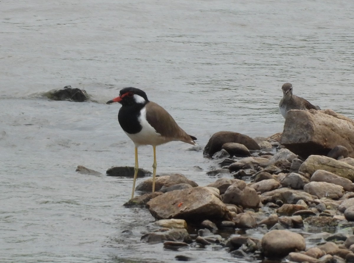 čejka černoprsá - ML644385873