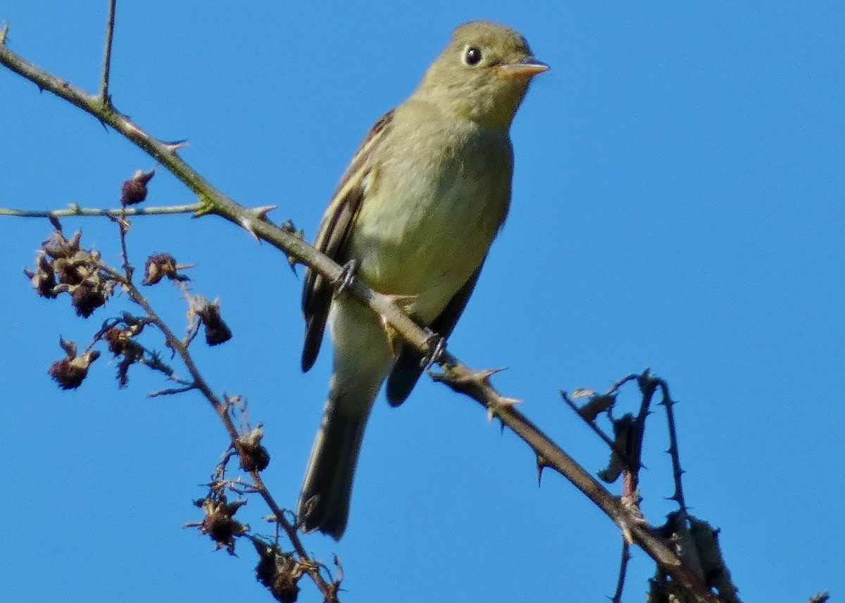 Western Flycatcher (Pacific-slope) - ML644385874